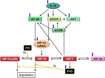 Interleukin-15 Signaling in HIF-1α Regulation in Natural Killer Cells, Insights Through Mathematical Models